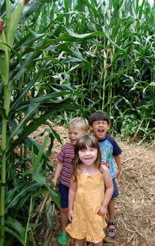 Corn Maze