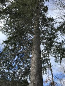 Towering Hemlock - Palmer Woods