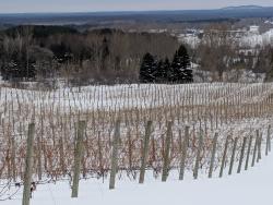 Dormant vineyard blanketed in snow