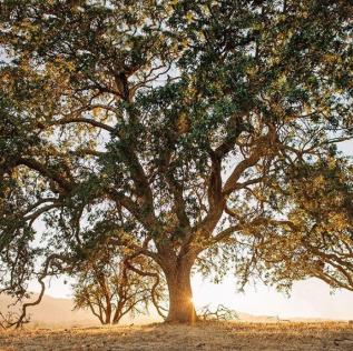 San Luis Obispo County hundred year old oak trees