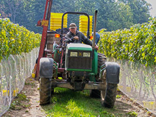 Treleaven Winery Harvest