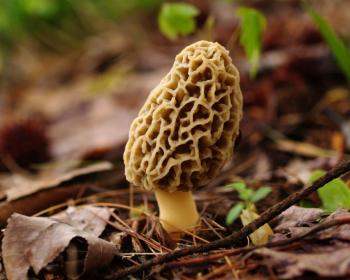 Morel Mushroom (Photo Credit: Associated Press)