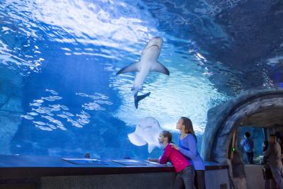 Newport Aquarium Sharks