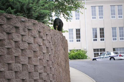 Bear in Downtown