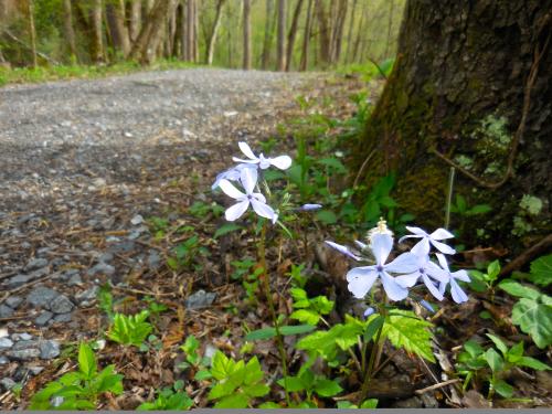 Wildflower on Oconaluftee River Trail