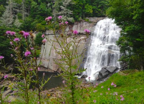 Widlflowers at Rainbow Falls