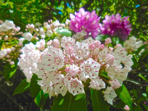 Wildflowers