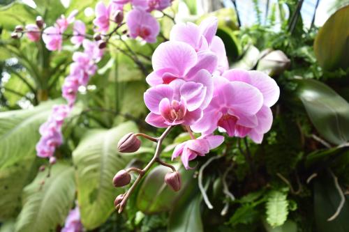 Biltmore Blooms Orchid