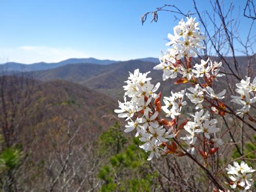 Lookout Mountain Trail in Montreat
