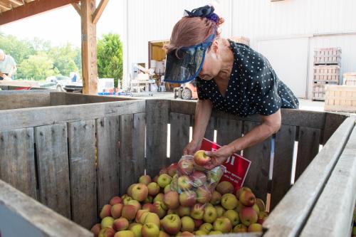 Apple Picking