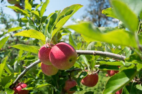 Apple Picking