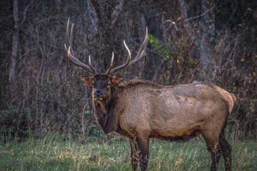 Elk in Cherokee