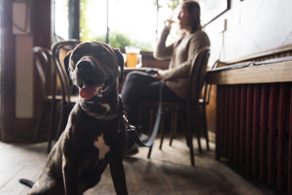 Water street District the Joynt dog