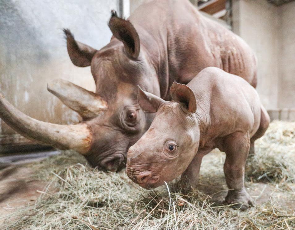 Potter Park Zoo - Rhino baby