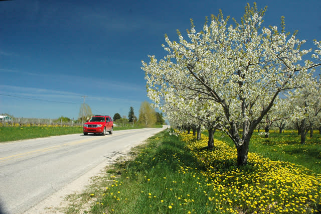 Cherry Trees in Bloom on the Old Mission Peninsula