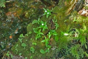 Starflowers on a mossy log