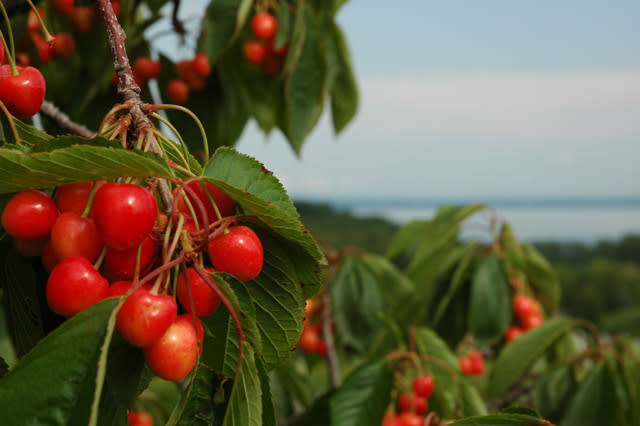 The Cherries Start To Ripen And Thereby Hangs A Tale The Cherries Start To Ripen And Thereby Hangs A Tale