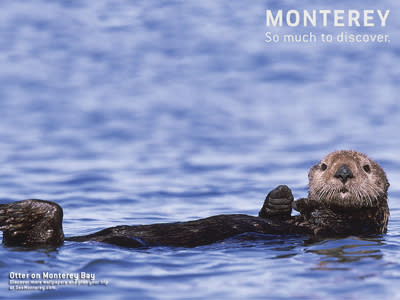 thumb_otter_wallpaper Monterey's most adorable otter
