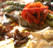 Chefs Favorite Recipies
