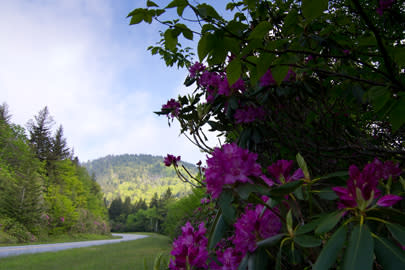 Flowers on the Parkway in Asheville, NC Flowers on the Parkway in Asheville, NC
