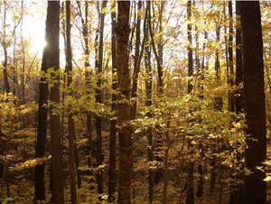 Big Ivy Forest