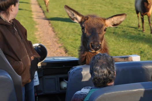 Elk Up Close & Personal at Lake Tobias Safari Tour 2014