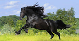 Michigan Horse Expo in Lansing, MI