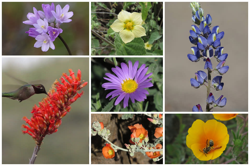 spur cross ranch wildflowers