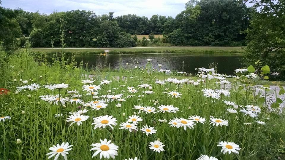 Gorgeous flowers bloom by the pond at Avon Town Hall Park. Flowers blooming at Avon Town Hall Park
