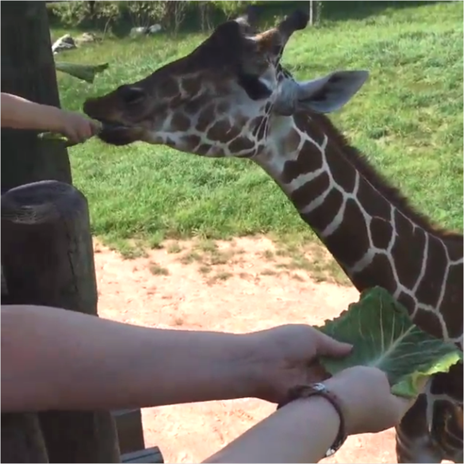 Feeding the giraffes Everyone should feed the giraffes at least once