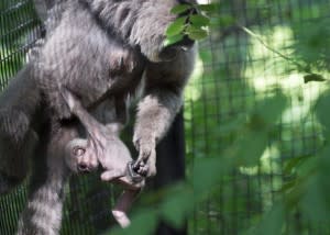 Rare-Javon-Gibbon-and-cub
