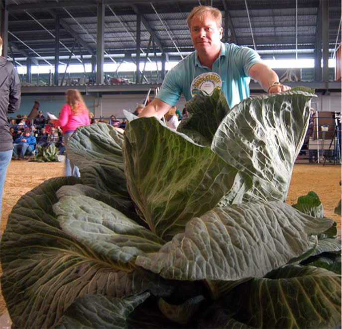 Giant cabbage