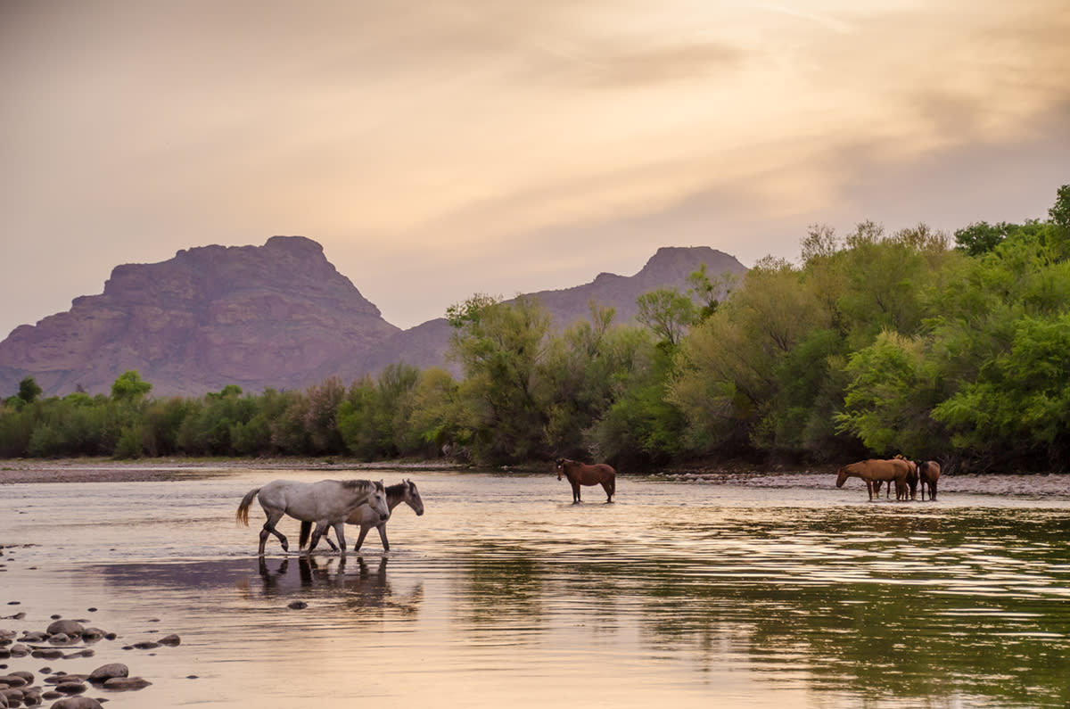 salt river wild horses