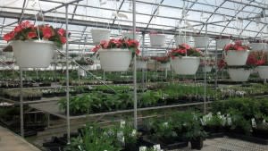 This is just one of the many greenhouses at Cox's Plant Farm that is chock full of stuff to plant in your yard or garden.