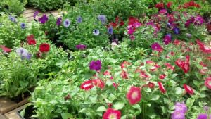 One of the many options at Cox's Plant Farm for adding color to your yard.