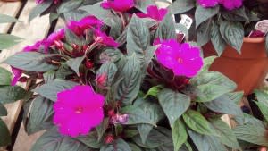 These beautiful New Guinea Impatiens at Cox's Plant Farm will look fantastic in our yard.