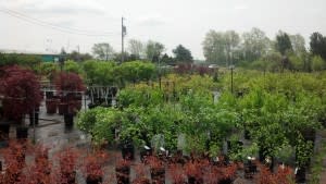 Cox's Plant Farm has a huge nursery with all sorts of trees, bushes, shrubs and other plants for your yard.