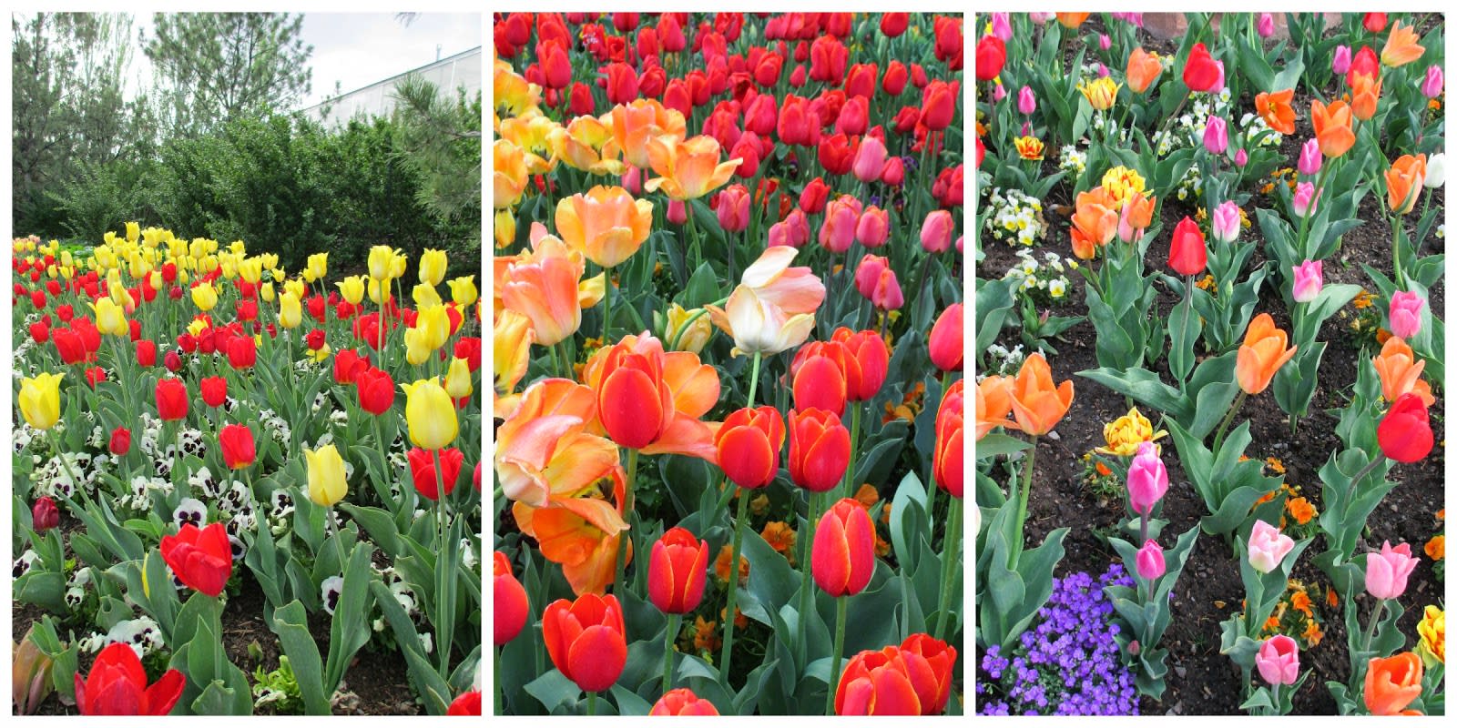 Thanksgiving Point Tulip Festival Explore Utah Valley