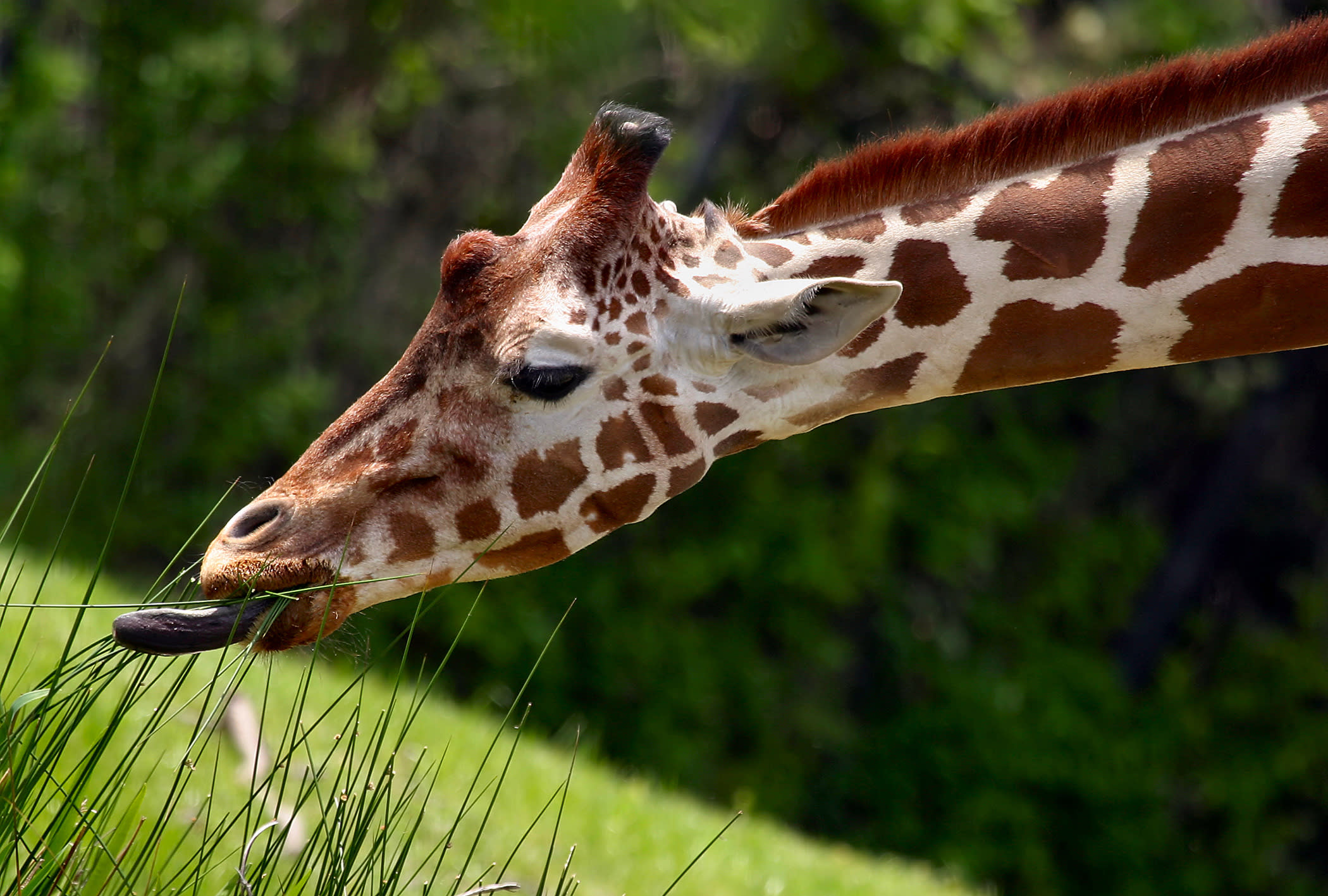 Fort Worth Zoo Fort Worth Zoo