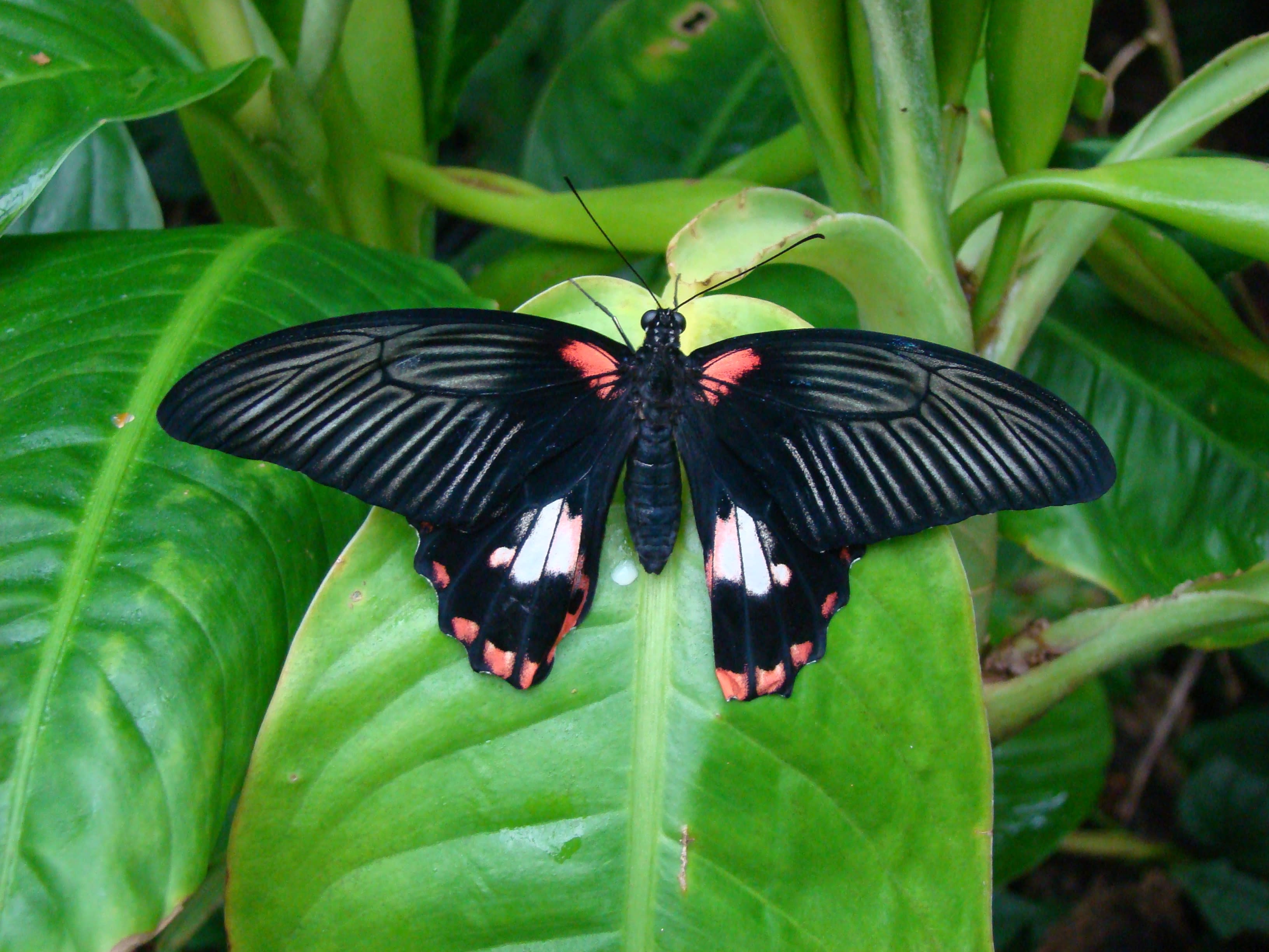 ScarletMormon_DaleClark fort Worth Botanic Gardens