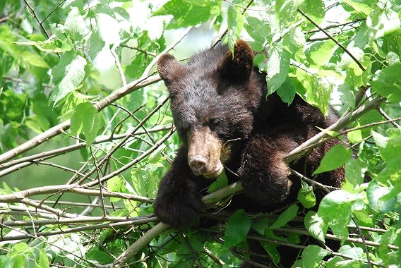 Bear cub at the Topeka Zoo Bear cub at the Topeka Zoo