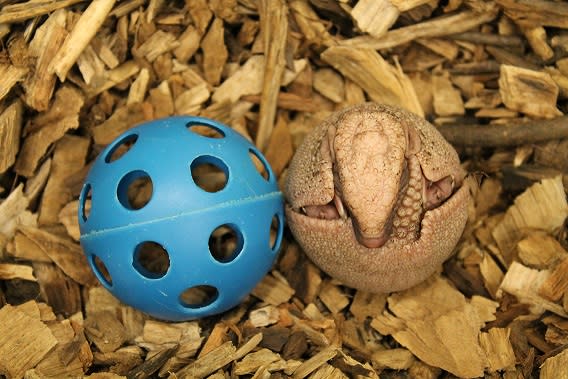 Baby armadillo born at the Topeka Zoo Baby armadillo born at the Topeka Zoo