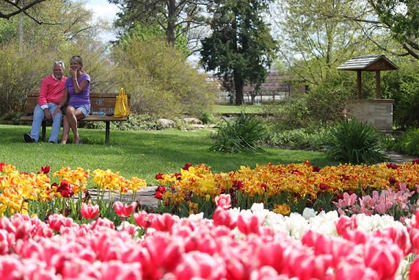 Tulip Time at Gage Park