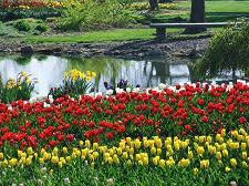 Tulips (yellow, then red, then white) and water. 