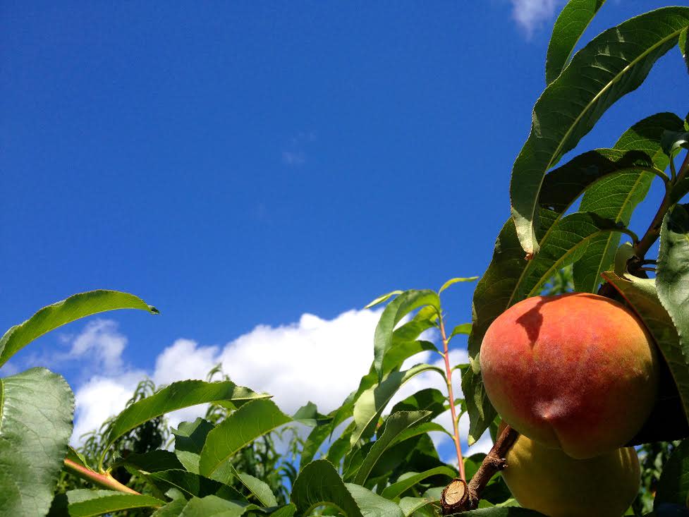Best Pick Your Own Peach Orchards In Albemarle County Charlottesville Best Pick Your Own Peach Orchards In Albemarle County Charlottesville