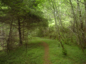 Cummins Creek Wilderness