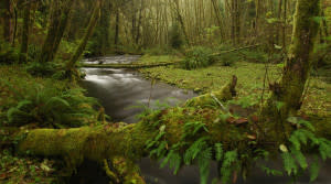 Rock Creek Wilderness