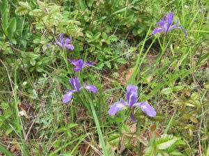 Wild Iris