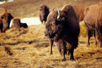 efterklang Fremragende Faciliteter Oh Give Me a Home, Where the Buffalo Roam