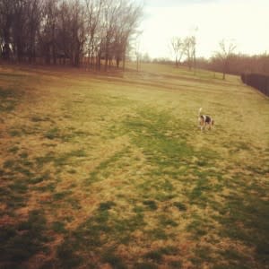 dog park frisco ruff range